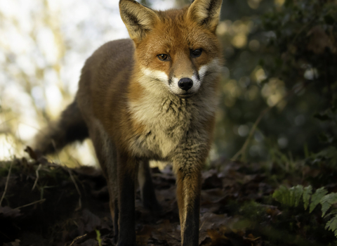 Fox in the woods