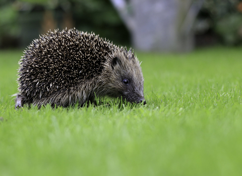 hedgehog