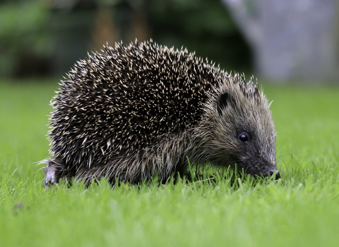 Hedgehog on grass