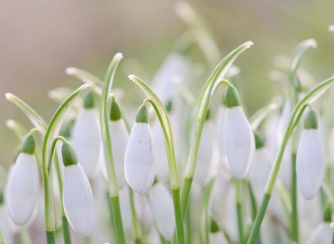 Snowdrops