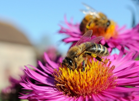 honey bees on aster