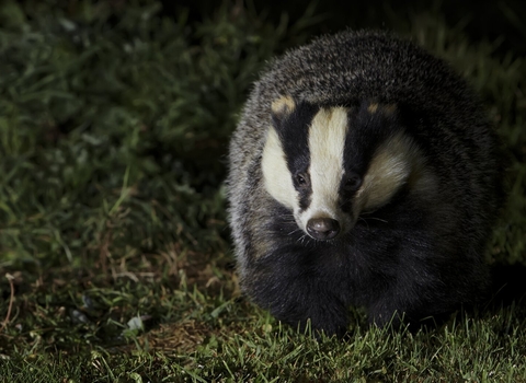 Badger