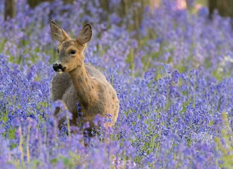 Roe deer in bluebell wood