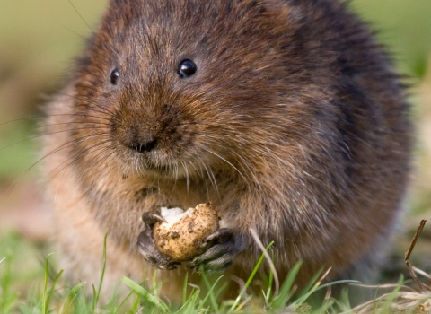 water vole