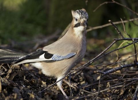 Jay on ground