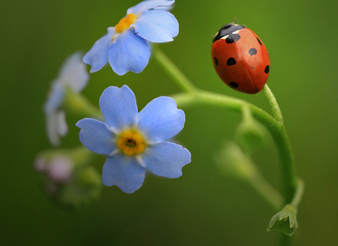 7 spot ladybird