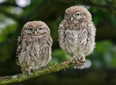 little owl chicks